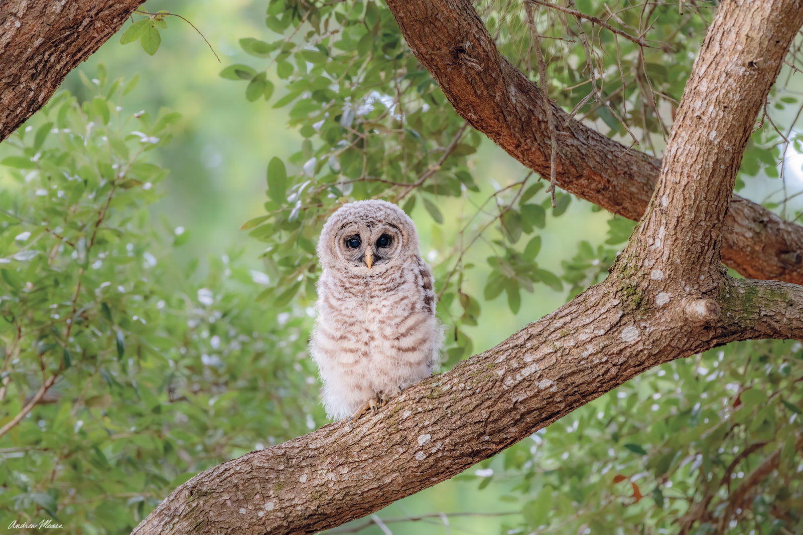 Fine art print featuring a barred owlet branching on a large tree, with a green landscape behind – wildlife photography by Andrew Mease