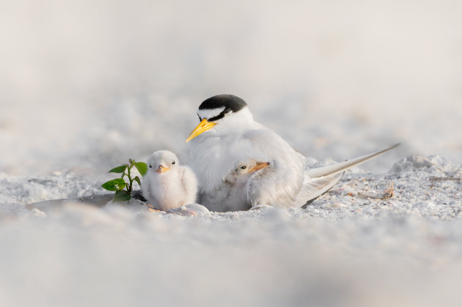 Fine art print featuring a family of least terns cuddling among a white sandy background in Fort Myers, Florida – wildlife photography by Andrew Mease