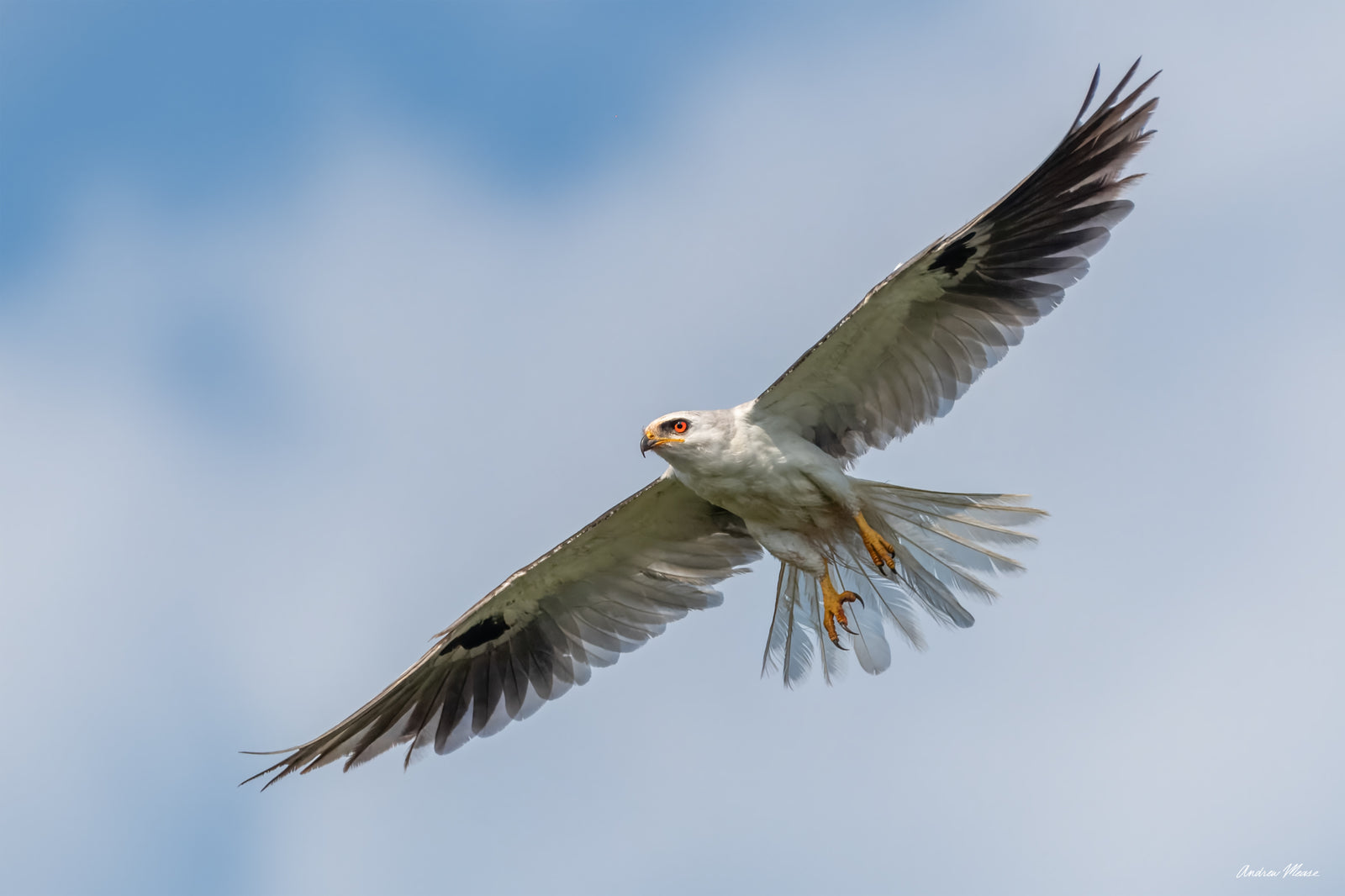 Fine art print featuring a white-tailed kite in flight with a soft cloudy background in Florida – wildlife photography by Andrew Mease