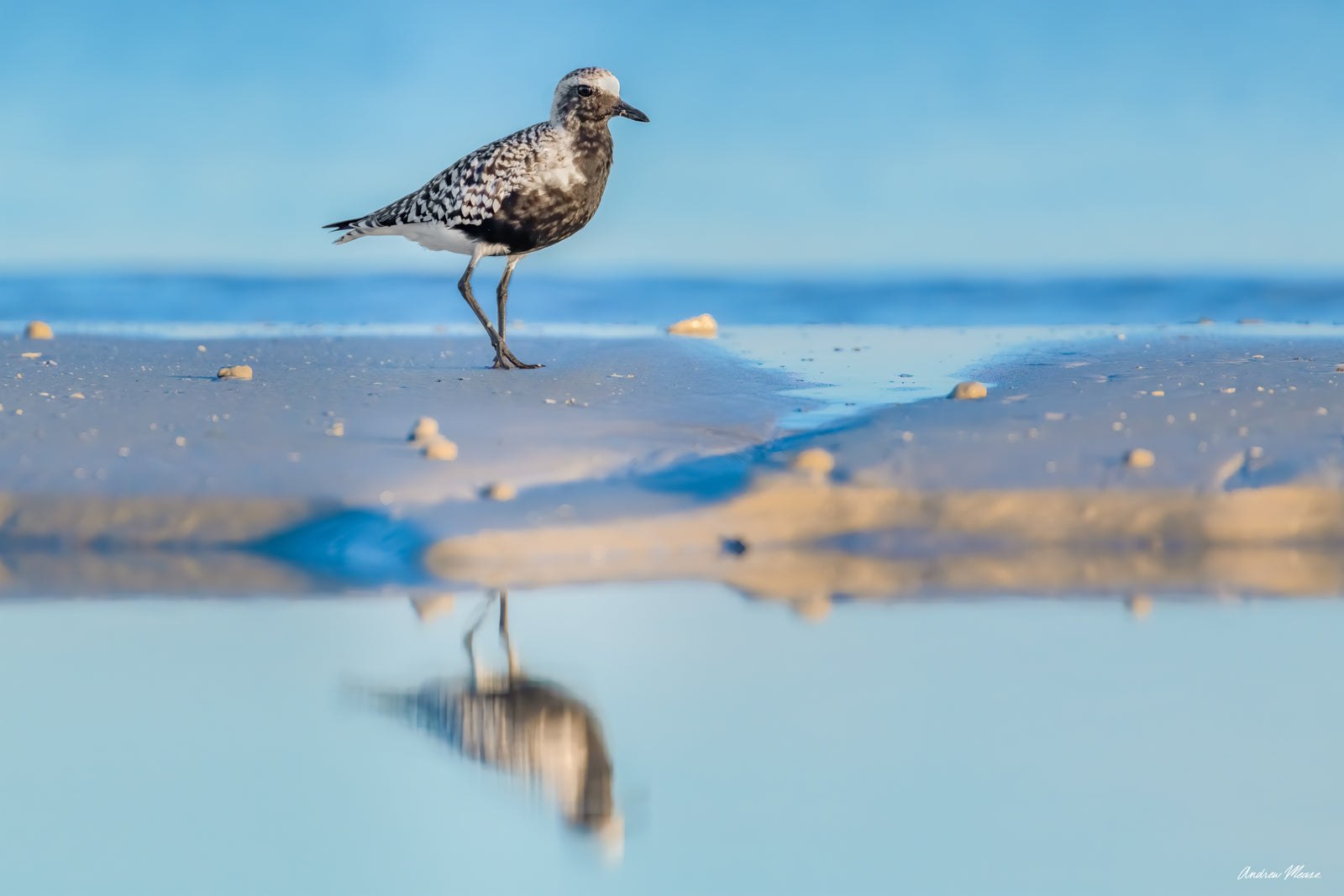 Fine art print featuring a black-bellied plover on a tiny sandbar among pools of trapped water during low tide – wildlife photography by Andrew Mease