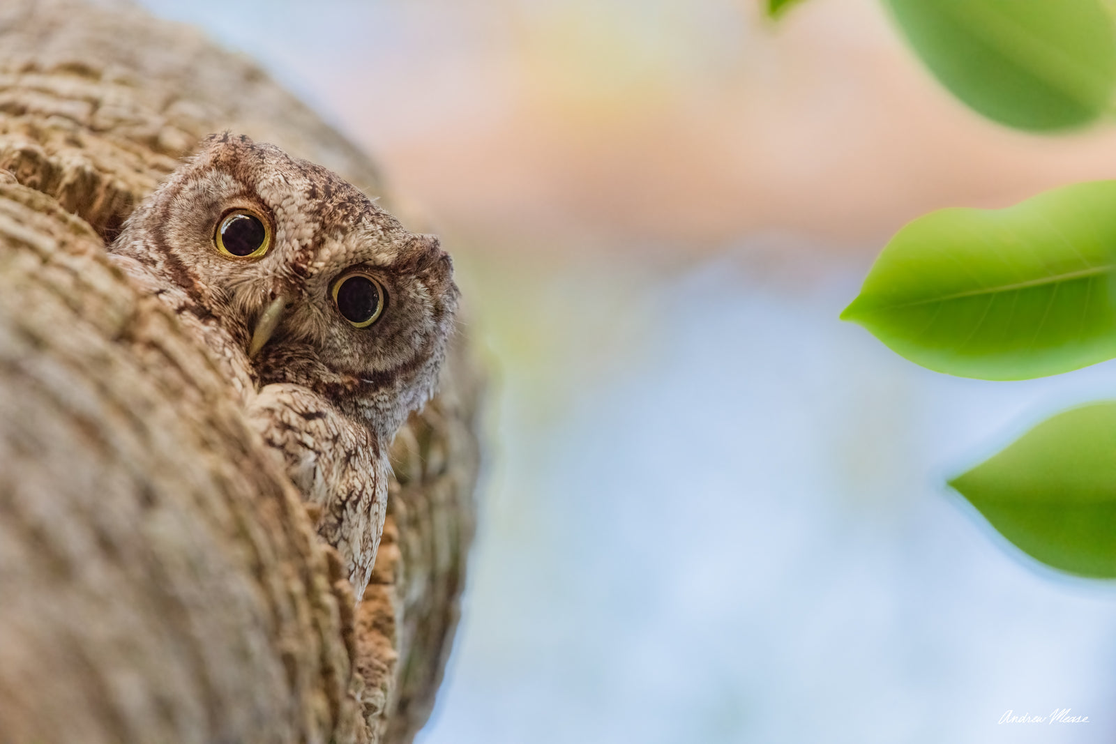 Fine art print featuring a brown morph eastern screech owlet peering down from an old cabbage palm on Sanibel Island, Florida – wildlife photography by Andrew Mease