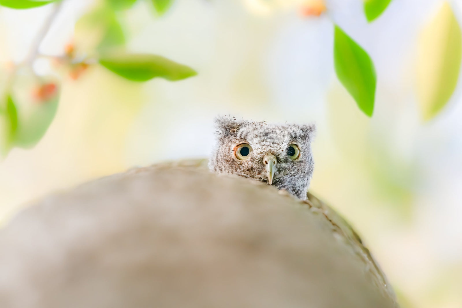 Fine art print featuring a gray morph eastern owlet in a cabbage palm tree with a tropical sky background – wildlife photography by Andrew Mease