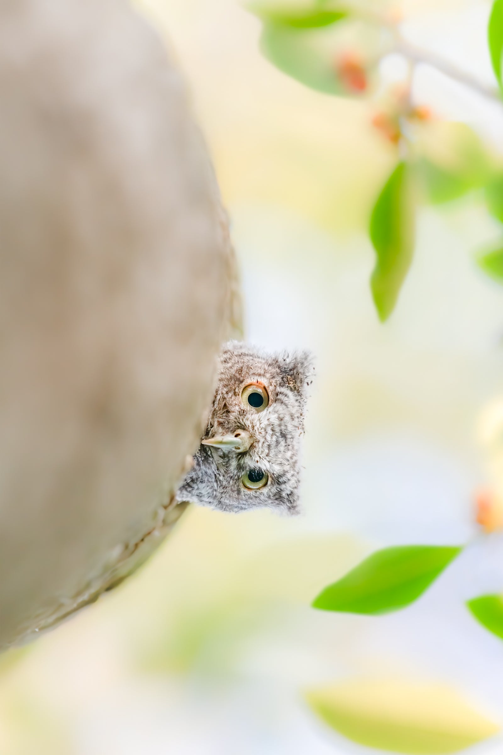 Fine art print featuring a gray morph eastern owlet in a cabbage palm tree with a tropical sky background – wildlife photography by Andrew Mease