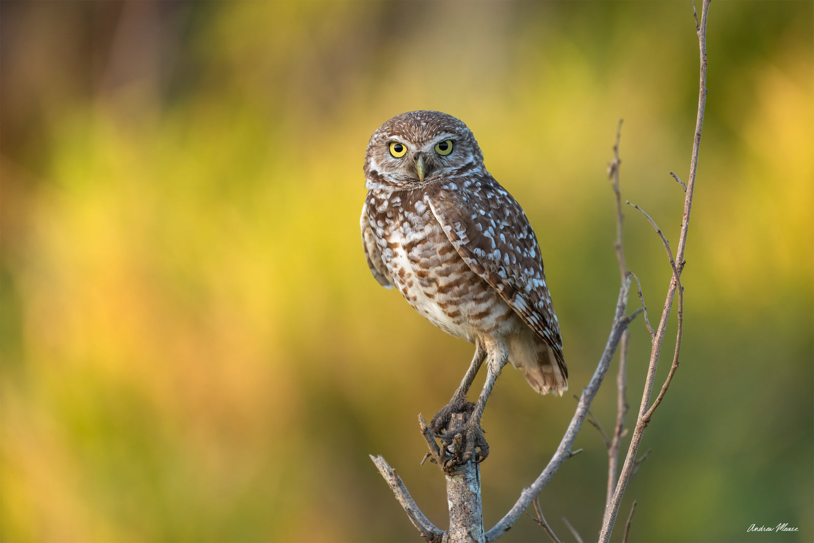 Fine art print featuring a burrowing owl perched on a tree with a yellow background on Marco Island, Florida – wildlife photography by Andrew Mease