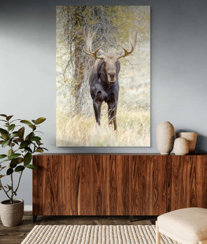 Moose Drool