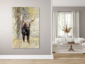 Moose Drool