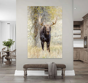 Moose Drool