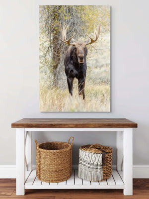 Moose Drool