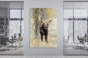 Moose Drool