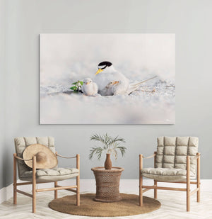 Tender Terns
