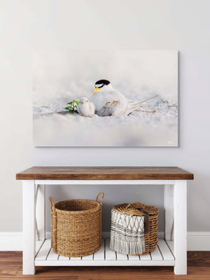 Tender Terns