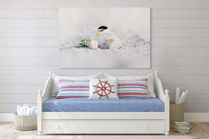 Tender Terns