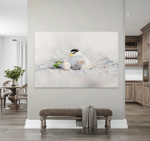 Tender Terns
